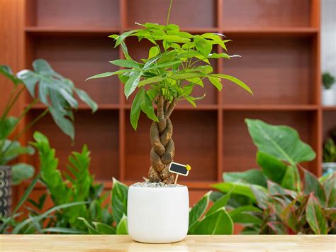 大葉植物 風水|風水効果がある観葉植物20選｜金運・恋愛運が上がるのは？置き 